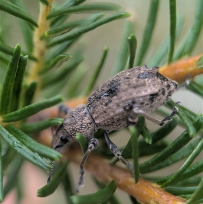 Unidentified Weevil (Curculionoidea) at Vincentia, NSW - 8 Mar 2025 by Miranda