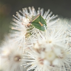 Unidentified True bug (Hemiptera, Heteroptera) at Vincentia, NSW - 8 Mar 2025 by Miranda