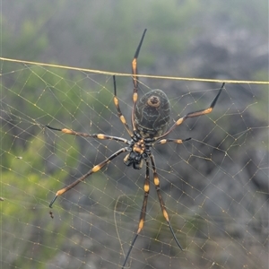 Trichonephila edulis (Golden orb weaver) at Vincentia, NSW - 8 Mar 2025 by Miranda