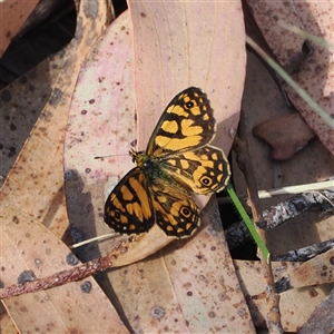 Oreixenica lathoniella (Silver Xenica) at Brindabella, NSW - 5 Mar 2025 by RAllen