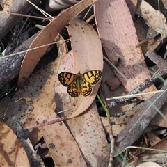 Oreixenica lathoniella at Brindabella, NSW - 5 Mar 2025 09:55 AM