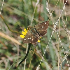 Atkinsia dominula (Two-brand grass-skipper) at Cotter River, ACT - 5 Mar 2025 by RAllen