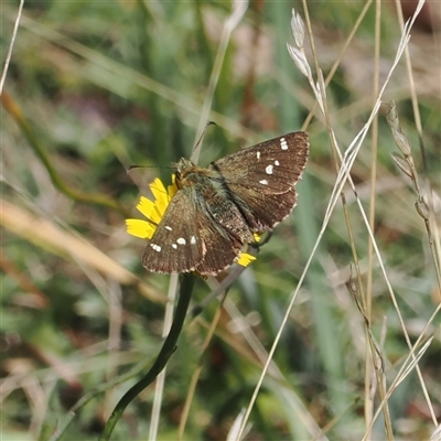 Atkinsia dominula (Two-brand grass-skipper) at Cotter River, ACT - 5 Mar 2025 by RAllen