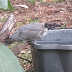 Philemon corniculatus (Noisy Friarbird) at Flynn, ACT - Today by Christine