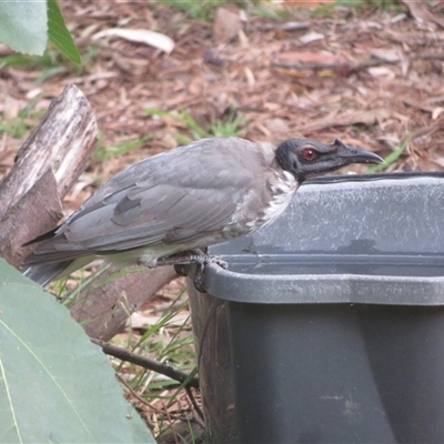 Philemon corniculatus (Noisy Friarbird) at Flynn, ACT - Today by Christine