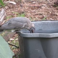 Philemon corniculatus at Flynn, ACT - 10 hrs ago