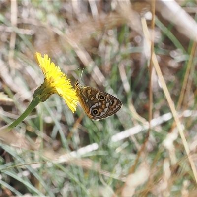 Oreixenica correae (Orange Alpine Xenica) at Cotter River, ACT - 5 Mar 2025 by RAllen