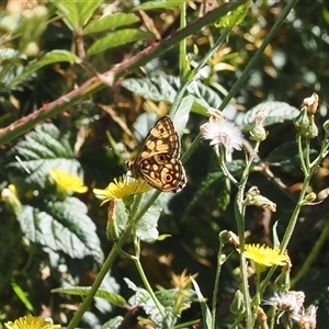 Oreixenica lathoniella (Silver Xenica) at Cotter River, ACT - 5 Mar 2025 by RAllen