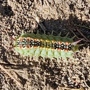 Doratifera quadriguttata (Four-spotted Cup Moth) at Goulburn, NSW - Yesterday by trevorpreston