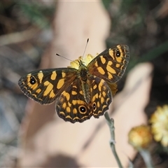 Oreixenica correae (Orange Alpine Xenica) at Cotter River, ACT - 5 Mar 2025 by RAllen