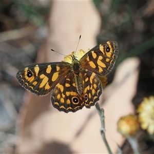 Oreixenica correae (Orange Alpine Xenica) at Cotter River, ACT - 5 Mar 2025 by RAllen