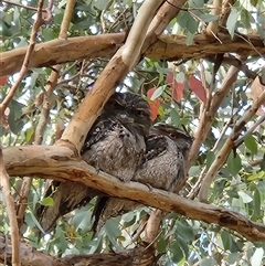 Podargus strigoides (Tawny Frogmouth) at Fyshwick, ACT - Yesterday by Tawny4