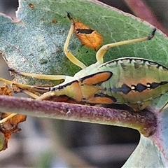 Amorbus rhombifer (Leaf-Footed Bug) at Goulburn, NSW - 10 Mar 2025 by trevorpreston