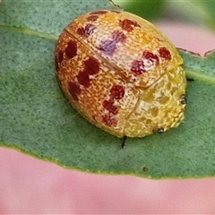 Paropsis obsoleta (Leaf beetle) at Goulburn, NSW - 10 Mar 2025 by trevorpreston