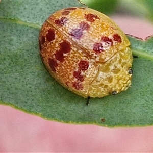 Paropsis obsoleta (Leaf beetle) at Goulburn, NSW - Yesterday by trevorpreston