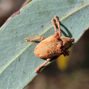 Gonipterini sp. (tribe) (A weevil) at Goulburn, NSW - Yesterday by trevorpreston