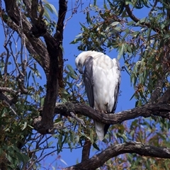 Haliaeetus leucogaster (White-bellied Sea-Eagle) at Jeremadra, NSW - 8 Mar 2025 by jb2602