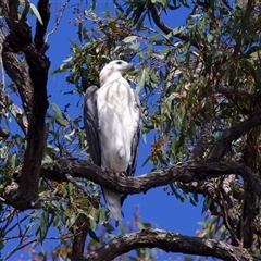 Haliaeetus leucogaster at Jeremadra, NSW - 8 Mar 2025 02:15 PM