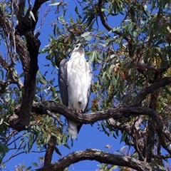 Haliaeetus leucogaster at Jeremadra, NSW - 8 Mar 2025 02:15 PM