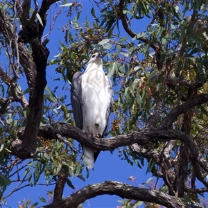 Haliaeetus leucogaster at Jeremadra, NSW - 8 Mar 2025 02:15 PM