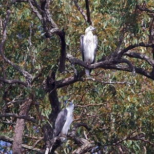Haliaeetus leucogaster at Jeremadra, NSW - 8 Mar 2025 02:15 PM
