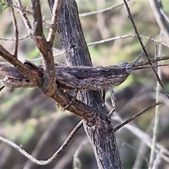 Coryphistes ruricola (Bark-mimicking Grasshopper) at Goulburn, NSW - 10 Mar 2025 by trevorpreston