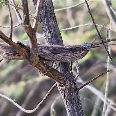 Coryphistes ruricola (Bark-mimicking Grasshopper) at Goulburn, NSW - Today by trevorpreston