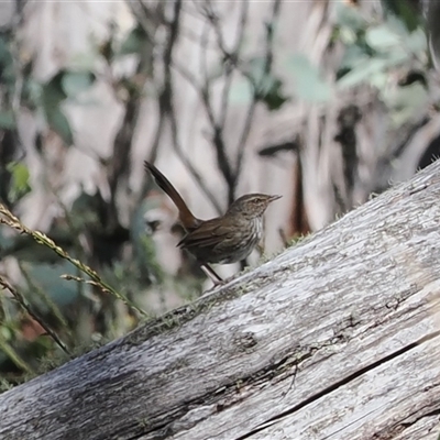 Hylacola pyrrhopygia (Chestnut-rumped Heathwren) at Cotter River, ACT - 5 Mar 2025 by RAllen