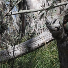 Hylacola pyrrhopygia at Cotter River, ACT - suppressed