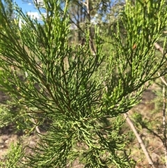 Callitris endlicheri (Black Cypress Pine) at Crowther, NSW - 8 Mar 2025 by Frecko