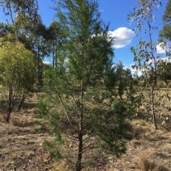 Callitris endlicheri at Crowther, NSW - 8 Mar 2025 04:45 PM