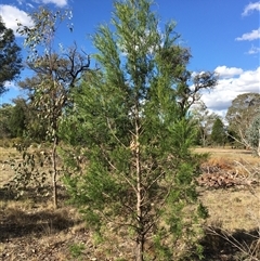 Callitris endlicheri at Crowther, NSW - 8 Mar 2025 04:45 PM
