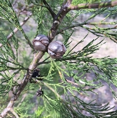 Callitris endlicheri at Crowther, NSW - 8 Mar 2025 04:45 PM
