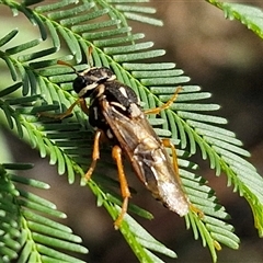 Pergagrapta bella (A sawfly) at Goulburn, NSW - 10 Mar 2025 by trevorpreston