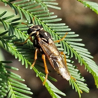 Pergagrapta bella (A sawfly) at Goulburn, NSW - 10 Mar 2025 by trevorpreston