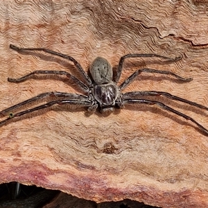 Isopeda canberrana (Canberra Huntsman Spider) at Goulburn, NSW - Yesterday by trevorpreston