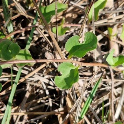 Anredera cordifolia (Madeira Vine) at Goulburn, NSW - Today by trevorpreston