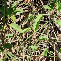 Anredera cordifolia at Goulburn, NSW - 10 Mar 2025 09:13 AM