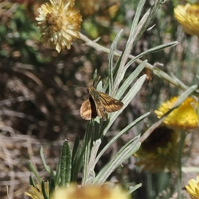 Taractrocera papyria (White-banded Grass-dart) at Cotter River, ACT - 5 Mar 2025 by RAllen