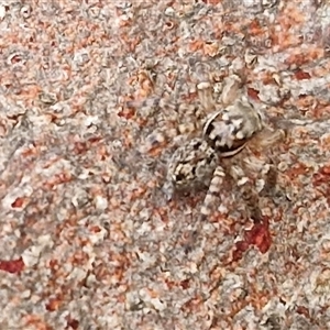 Salticidae (family) (Jumping spider) at Goulburn, NSW - Yesterday by trevorpreston