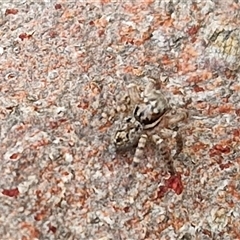 Salticidae (family) at Goulburn, NSW - 10 Mar 2025 09:04 AM