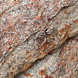 Salticidae (family) at Goulburn, NSW - 10 Mar 2025 09:04 AM