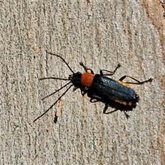 Chauliognathus tricolor (Tricolor soldier beetle) at Goulburn, NSW - 10 Mar 2025 by trevorpreston