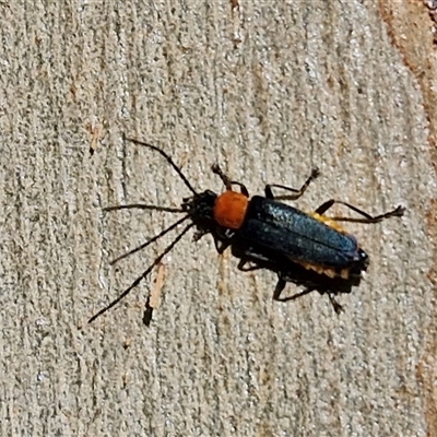 Chauliognathus tricolor (Tricolor soldier beetle) at Goulburn, NSW - 10 Mar 2025 by trevorpreston