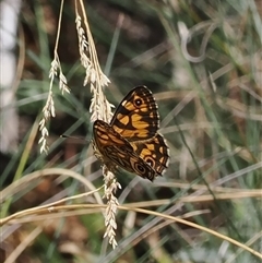 Oreixenica lathoniella (Silver Xenica) at Cotter River, ACT - 5 Mar 2025 by RAllen