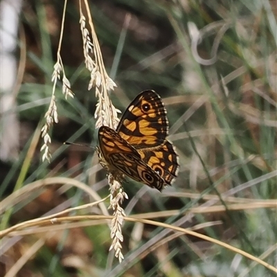 Oreixenica lathoniella (Silver Xenica) at Cotter River, ACT - 5 Mar 2025 by RAllen