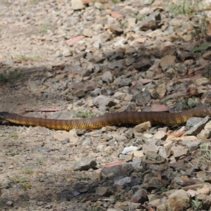 Notechis scutatus (Tiger Snake) at Cotter River, ACT - 5 Mar 2025 by RAllen