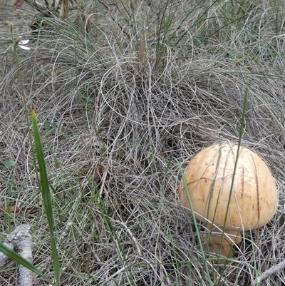 Amanita ochrophylla group by Paul4K