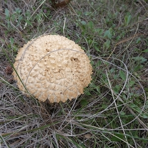 Boletellus sp. (Boletellus) by Paul4K