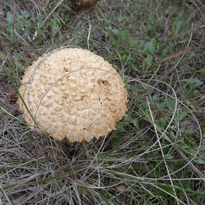 Boletellus sp. (Boletellus) by Paul4K